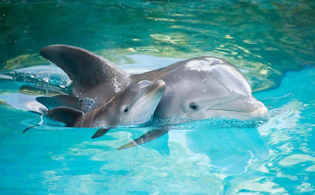 delfin i delfinenok foto