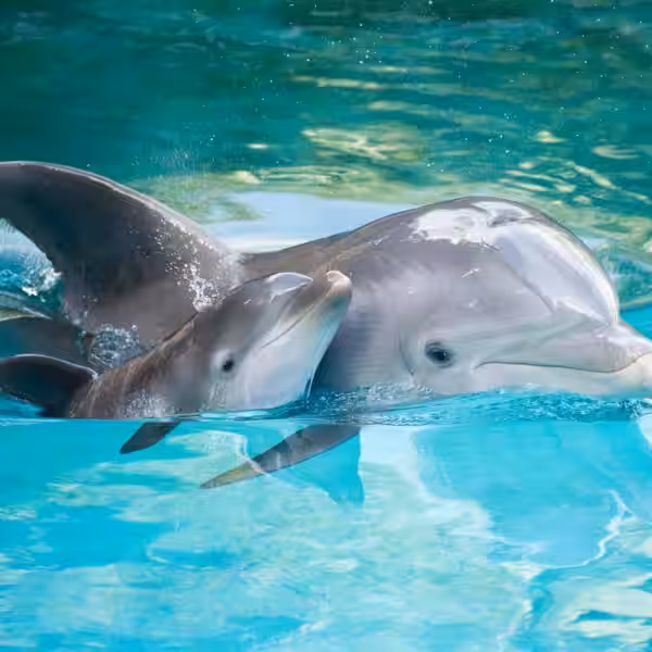 delfin i delfinenok foto