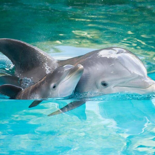 delfin i delfinenok foto