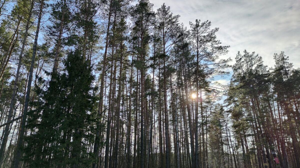 Вид на высокие сосны на солнечной полосе леса