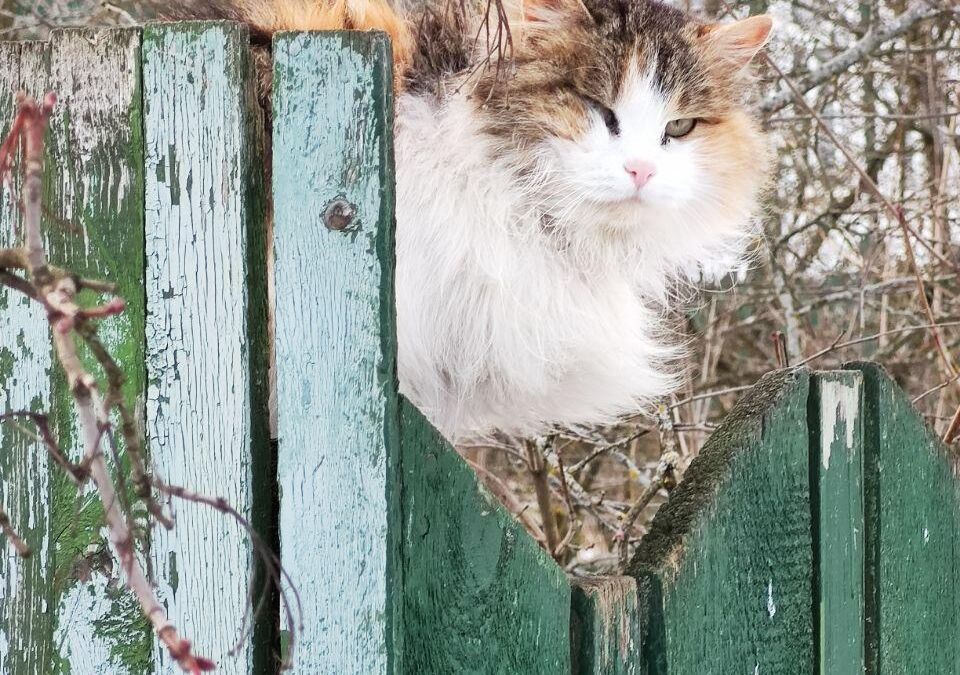 Кот сидит на заборе из окрашенной древесины рядом с ветками