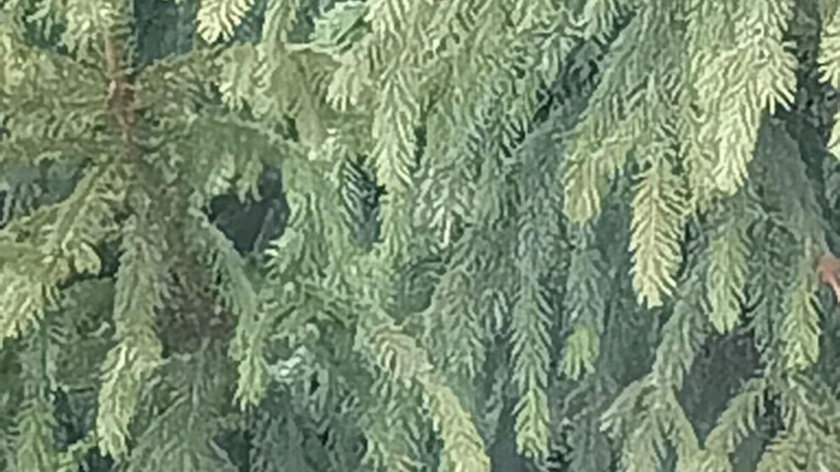 Зеленая хвоя на ветках Huawei P40 Pro