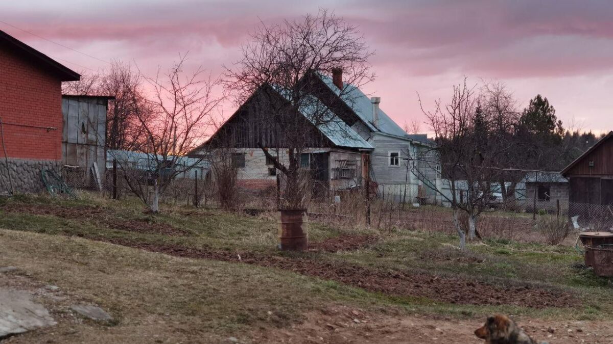 Деревья и собака на фоне закатного неба с домами