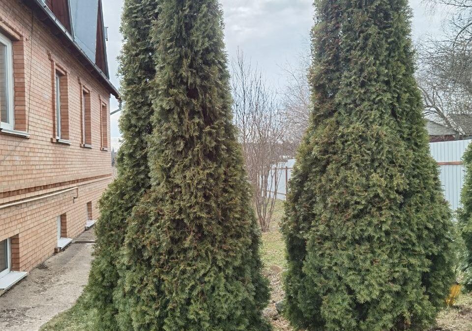 Два хвойных дерева рядом на участке с домом Huawei P40 Pro