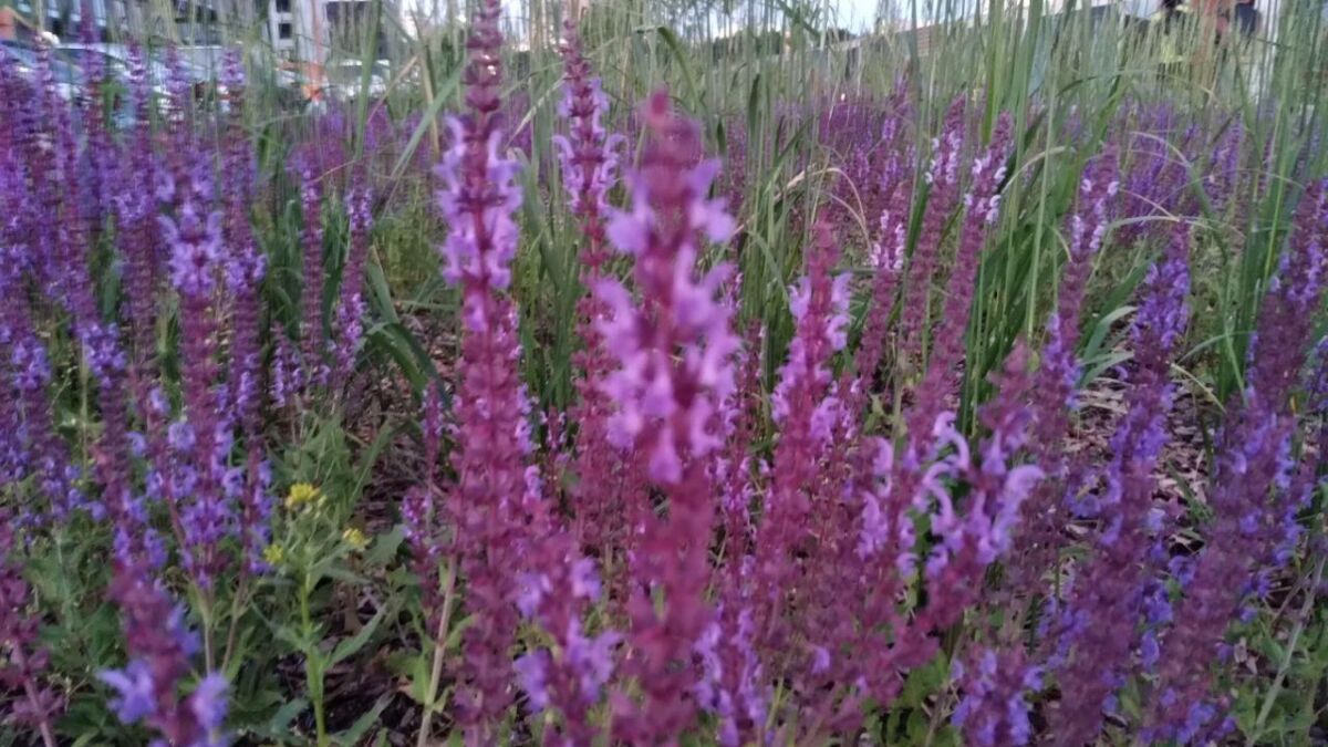 Цветочные растения с фиолетовыми цветками и зеленью