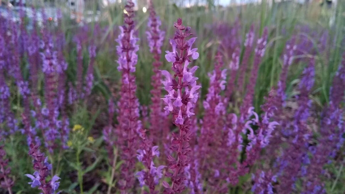 Цветочные соцветия лавандовой с Oxford улицы вблизи