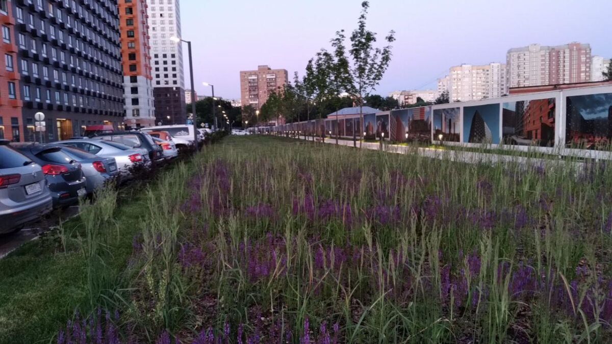 Цветущая зеленая трава на фоне жилых зданий и парковки