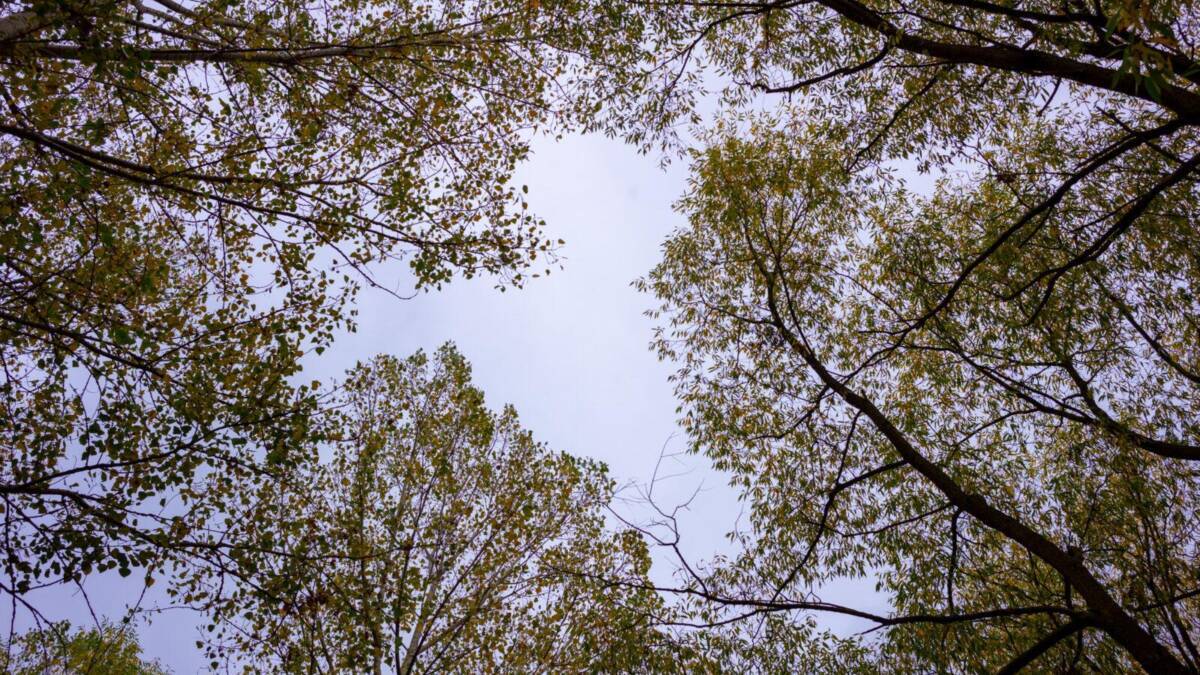 Вид сверху на зелёные ветки и небо с облаками