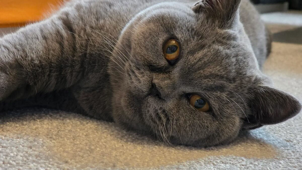 Xiaomi 15 Ultra и Samsung Galaxy S25 Ultra: сравнение камер 48 s25 ultra 3x cat