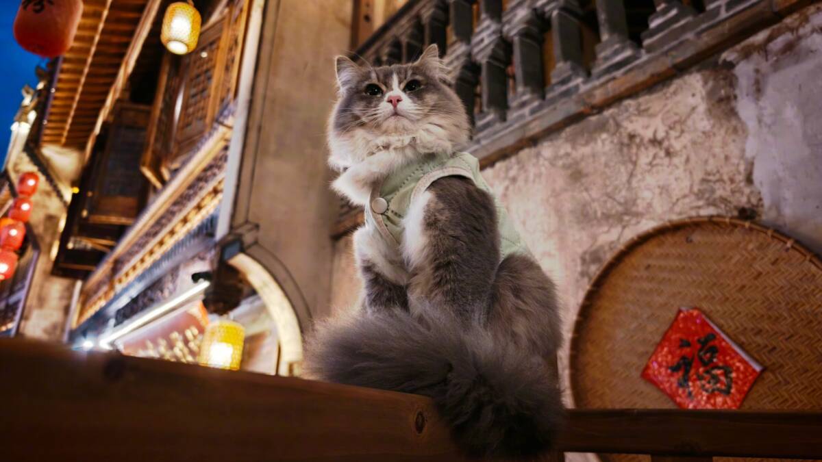 002p2zyzly1i8jjijz0soj635m2oqnpe02 scaled 1