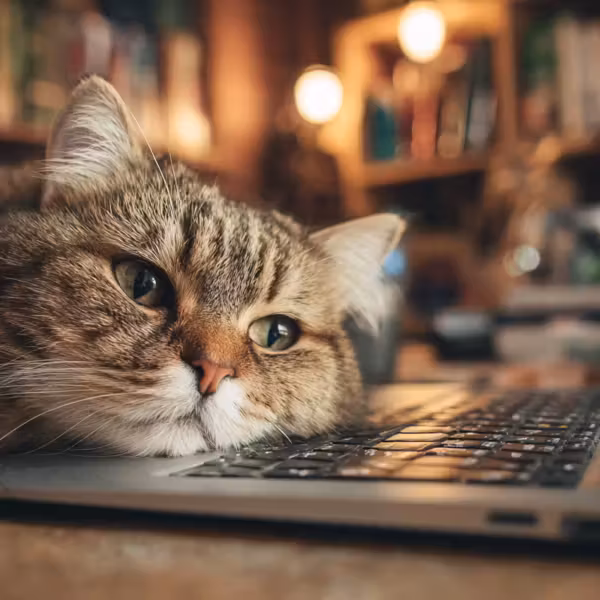 Самое длительное отключение интернета в Иране превысило 600 часов