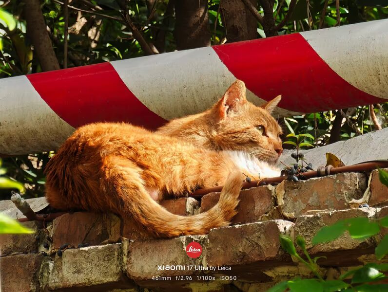 Кот лежит на кирпичной стене под красно-белым барьером Xiaomi 17 Ultra