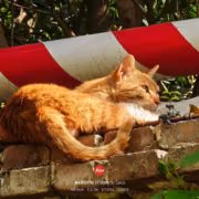 Кот лежит на кирпичной стене под красно-белым барьером Xiaomi 17 Ultra