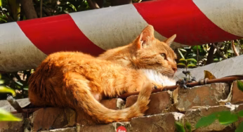 Leica, Hasselblad и Zeiss сравнили камеры Xiaomi 17 Ultra, Oppo Find X9 Ultra и Vivo X300 Ultra