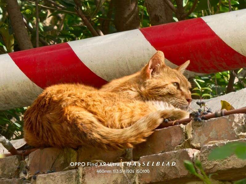 Кот-рыжик отдыхает на кирпичной стене возле трубы