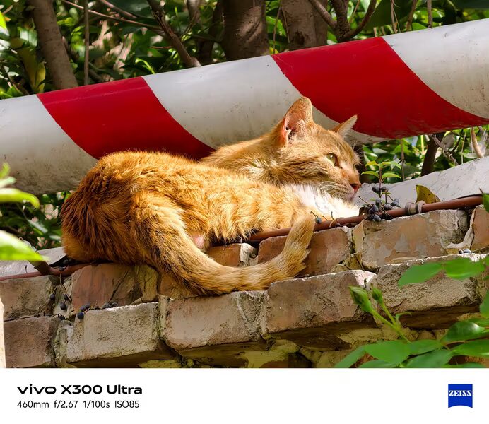 Пушистый рыжий кот лежит на кирпичной стене у дерева под красно-белым указателем Xiaomi 17 Ultra