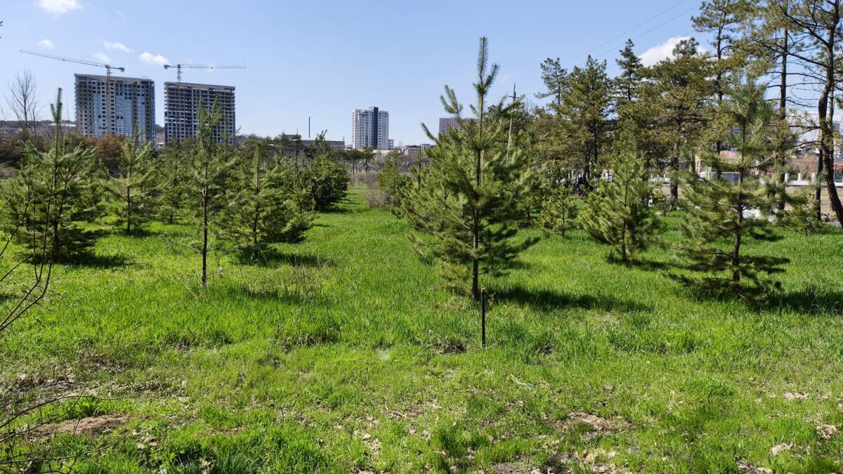 Молодая сосна и зеленая трава на фоне города