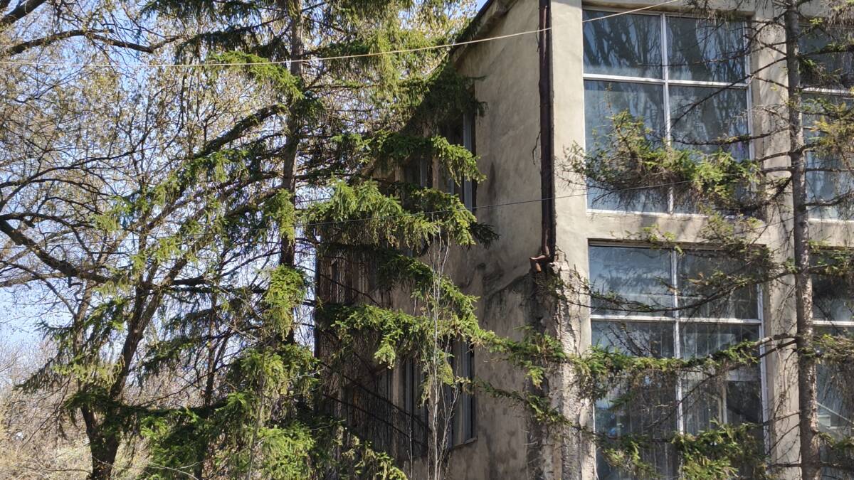 дерево и здание на фоне голубого неба с проводами