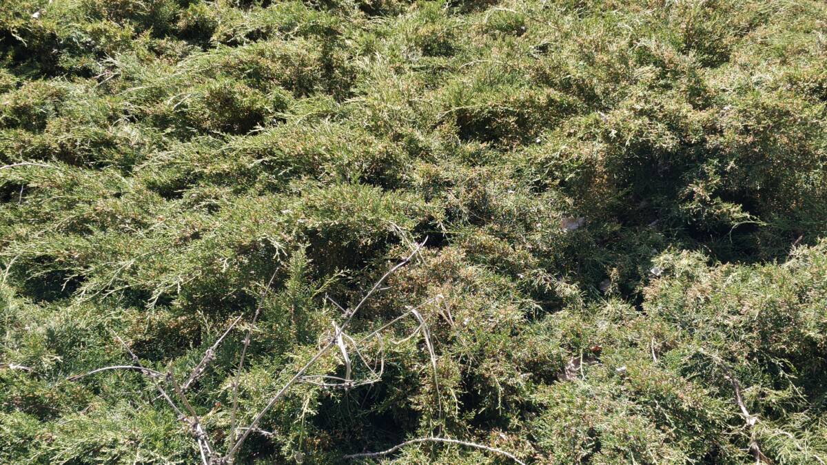 Зеленые кусты на улице в солнечную погоду Обзор realme 16 Pro 5G