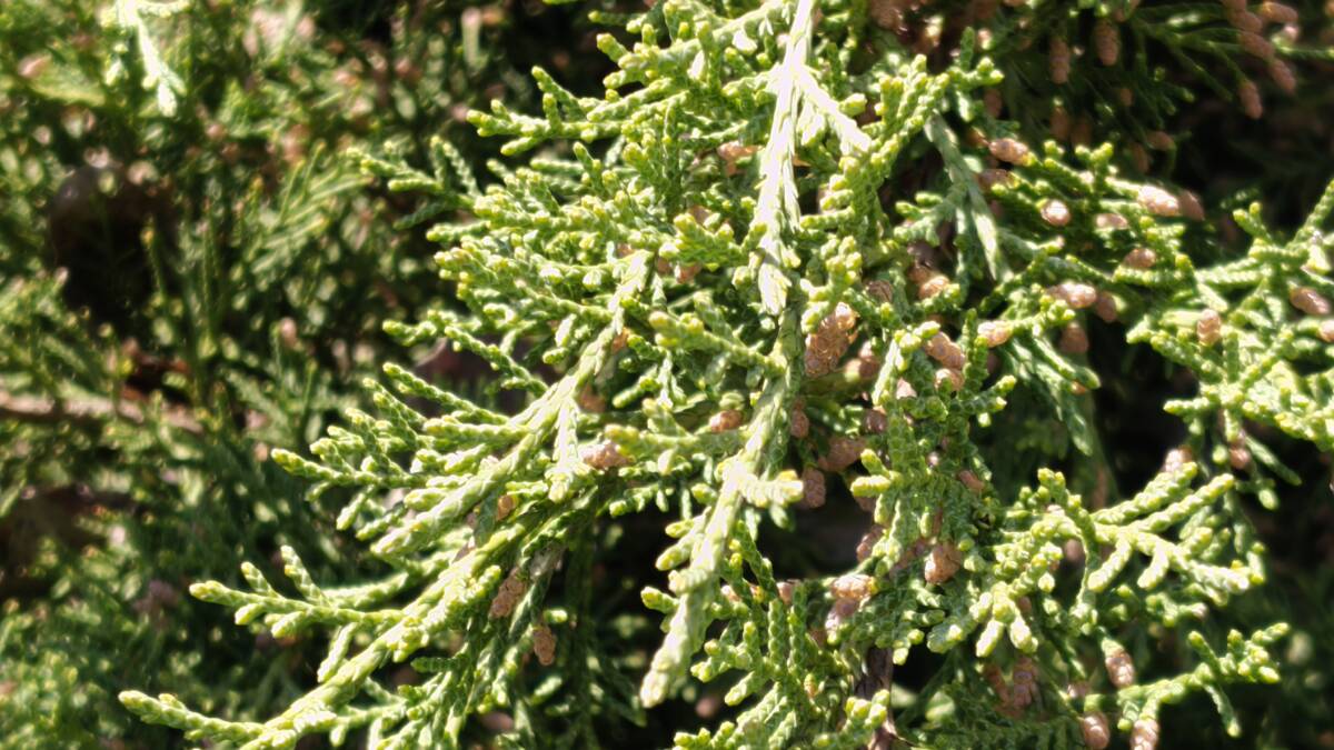 Камера смартфона realme 16 Pro 5G и его дизайн