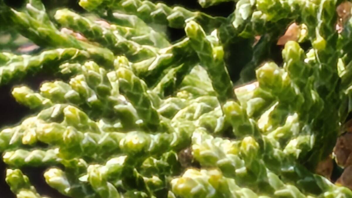 зелень с тёмной веткой и зелёными листьями