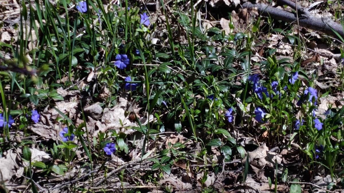 Цветы и зелень на лесной земле с листьями и травой