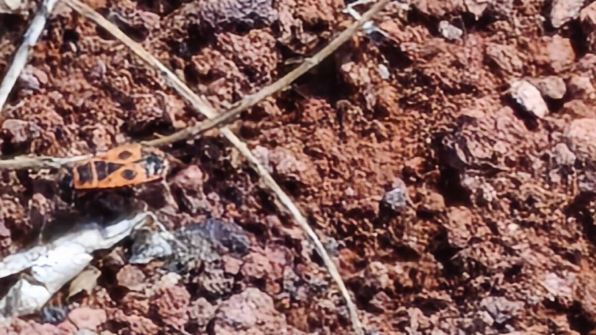 Камень, земля, мелкие камни, ветки, листва