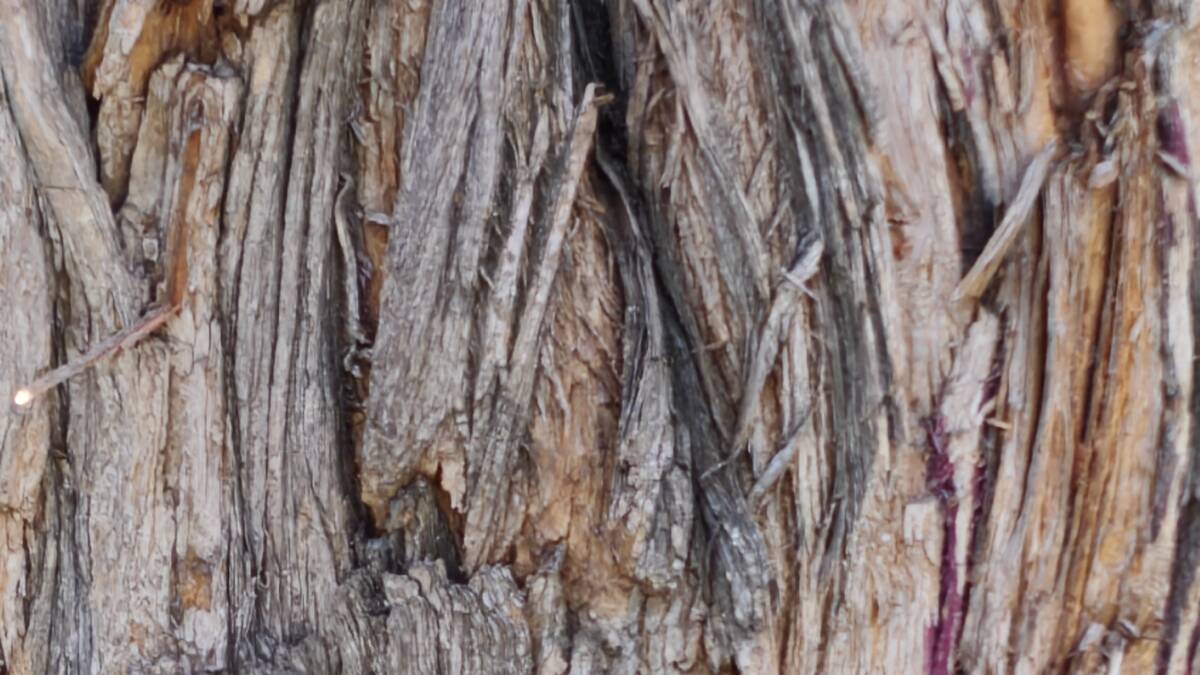 Текстура коры дерева для обзора realme 16 Pro 5G