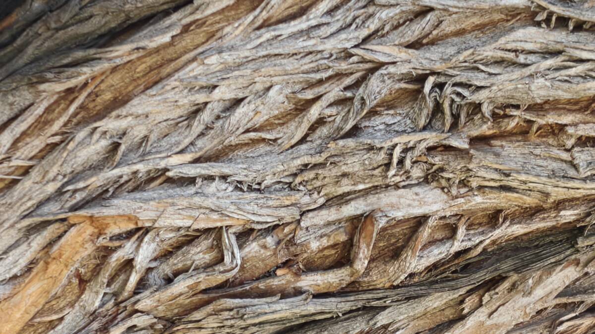 Текстура коры дерева в деталях это realme 16 Pro 5G