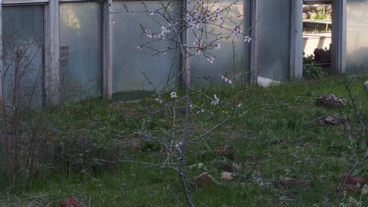 Маленькое дерево с цветами на фоне окна Realme 16 Pro 5G