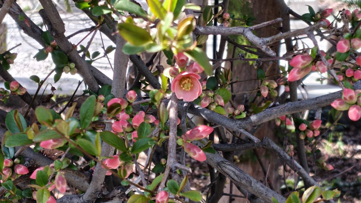 Куст с розовыми цветами на ветке Realme 16 Pro 5G