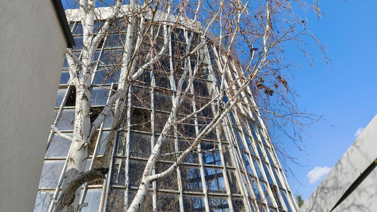 Дерево без листьев рядом с зданием на улице