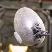 картошка на МКС астронавт NASA назвал её Спудник