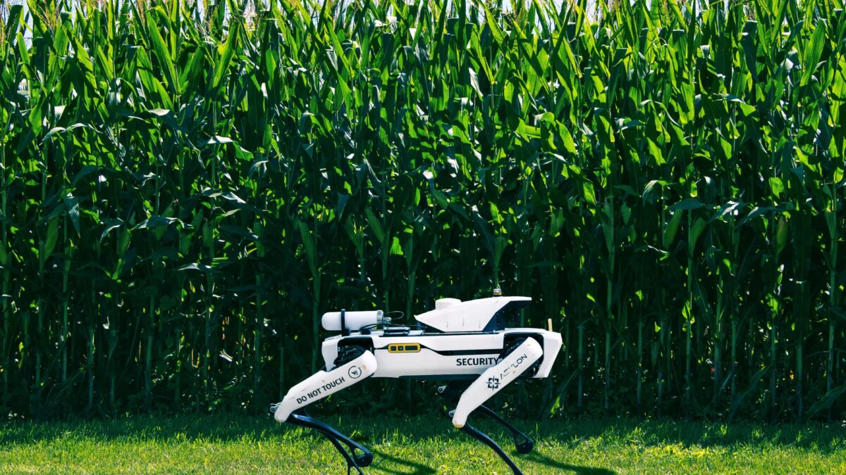 Робот собака охраняет кукурузное поле