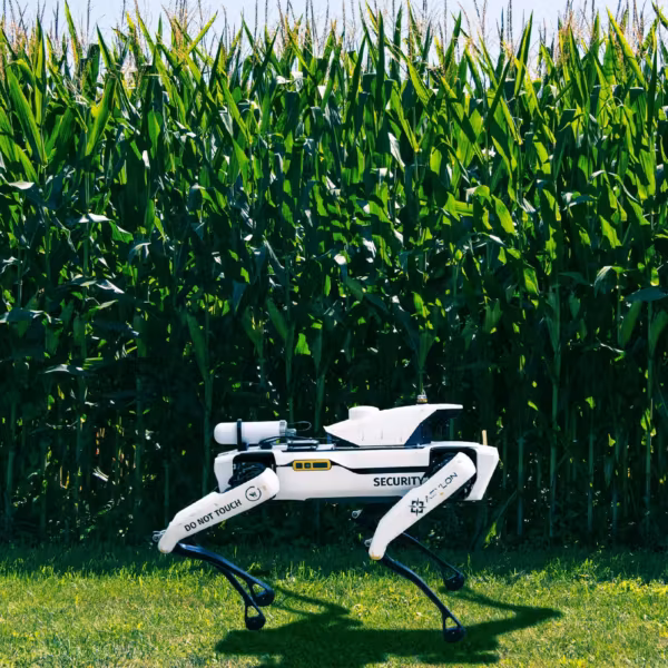 Робот собака охраняет кукурузное поле