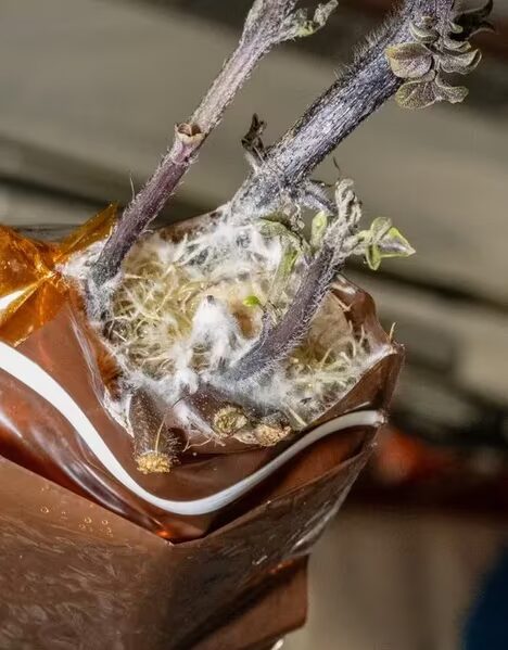 Котлета и картошка на МКС астронавт NASA назвал её Спудник