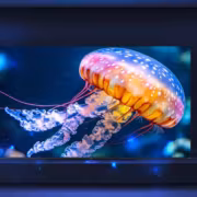 Телевизор Xiaomi TV FX Mini LED на сцене с голубыми шторами