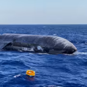 Кит на поверхности океана рядом с буйком SpaceX