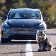 Tesla заявила, что FSD Supervised вдвое реже попадает в аварии, чем обычное вождение 7 Кот перед автомобилем Tesla Model 3 с функцией FSD