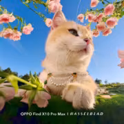 Oppo Find X10 Pro Max показал камеры на 200 Мп до презентации 1 Oppo Find X10 Pro Max показал камеры на 200 Мп до презентации